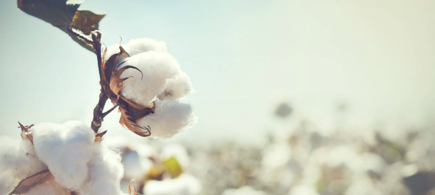 fleur de coton